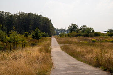 Panoramic view on a dirt road in September with corn, rapeseed, sugar beet and few trees