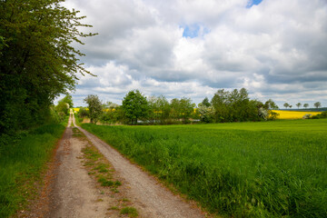 Panoramic view on a dirt road in September with corn, rapeseed, sugar beet and few trees