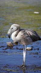 Laguna Colorado, flamingos