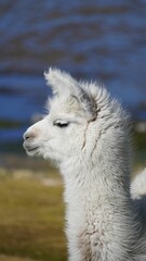 Fototapeta premium Alpaca from Bolivia