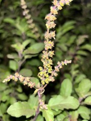 tulsi plant flower
