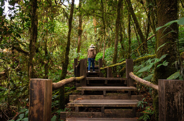 Nature study trail, Green trees and leaves in rich forest, Tropical rainforests in Thailand, Supporting environmental conservation, Concept of protecting the world and reducing global warming.