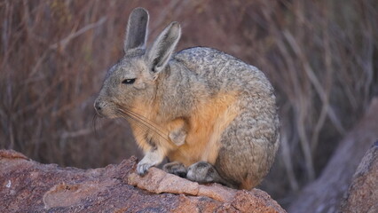 Fototapeta premium Southern viscacha (Lagidium viscacia)