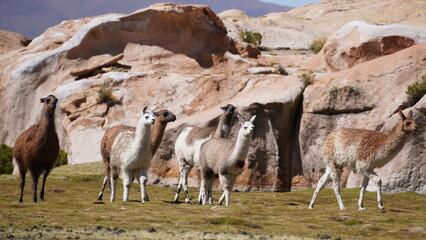 Obraz premium Alpaca from Bolivia