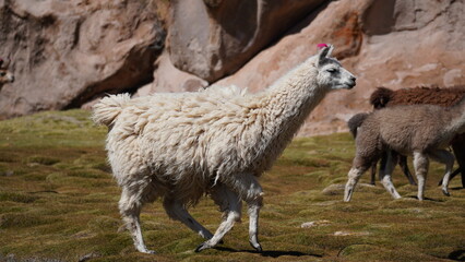 Fototapeta premium Alpaca from Bolivia