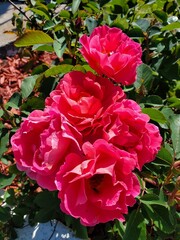 Colorful flowers in Michigan USA