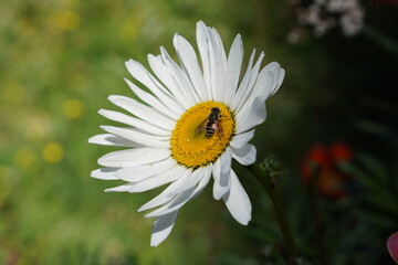 Obraz premium Close up of a beautiful flower