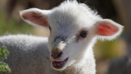 Obraz premium Small adorable young white lamb