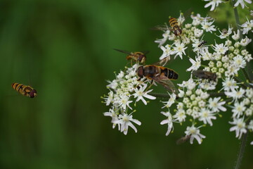 Close-up of colorful insects on a flower