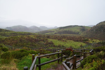 Fototapeta premium Tree views in the Terceira island