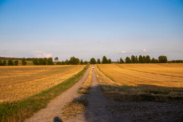 Panoramic view on a dirt road in September with corn, rapeseed, sugar beet and few trees