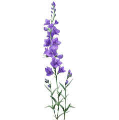 Fototapeta premium Purple bellflowers bloom