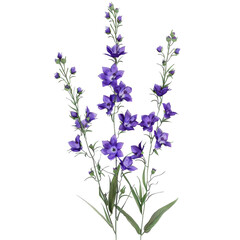 Purple bellflowers bloom.