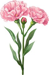 Obraz premium Pink carnations bloom