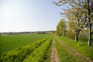 Panoramic view on a dirt road in September with corn, rapeseed, sugar beet and few trees