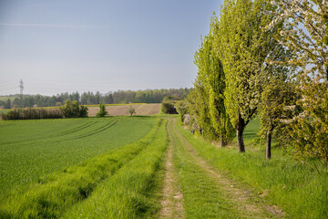 Panoramic view on a dirt road in September with corn, rapeseed, sugar beet and few trees