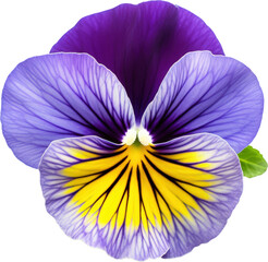 A vibrant pansy