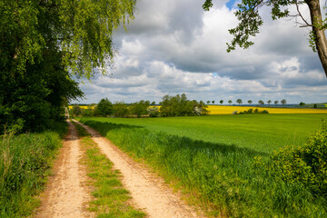 Panoramic view on a dirt road in September with corn, rapeseed, sugar beet and few trees