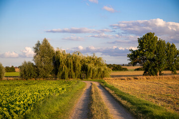 Panoramic view on a dirt road in September with corn, rapeseed, sugar beet and few trees
