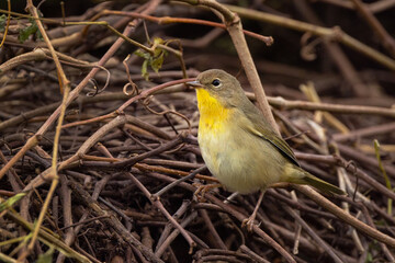 A cute little songbird—probably a female common yellowthroat (Geothlypis trichas)—in Okeechobee, Florida
