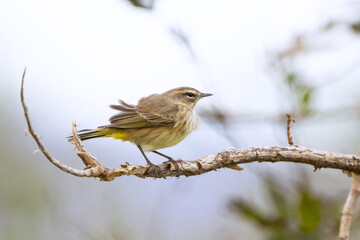 A wind-blown palm warbler (Setophaga palmarum) in Okeechobee, Florida