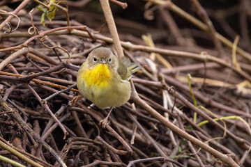 A cute little songbird—probably a female common yellowthroat (Geothlypis trichas)—in Okeechobee, Florida