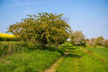 Panoramic view on a dirt road in September with corn, rapeseed, sugar beet and few trees