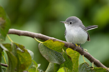 A blue-grey gnatcatcher (Polioptila caerulea) fluffing up in Okeechobee, Florida 