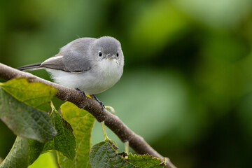 A blue-grey gnatcatcher (Polioptila caerulea) fluffing up in Okeechobee, Florida 