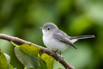 Obraz premium A blue-grey gnatcatcher (Polioptila caerulea) fluffing up in Okeechobee, Florida 