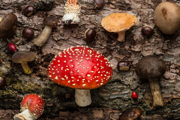 Autumn creative composition. Beautiful fly agarics, mushrooms, rose hips, leaves on the background of tree bark texture. Flat lay, top view.
