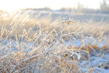 Fototapeta premium Frost-covered grass in a winter field with soft sunlight. Nature and cold season concept.