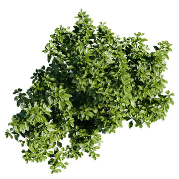 top view tree png architure plan