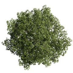 top view tree png architure plan © aby