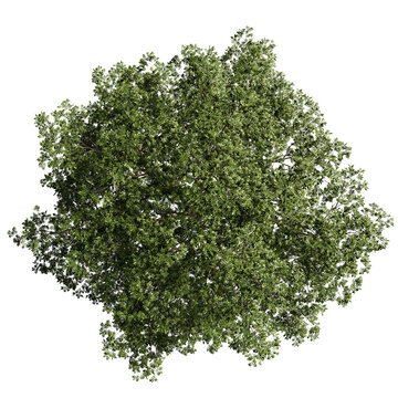 top view tree png architure plan