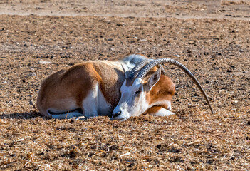 Antelope scimitar horn Oryx (Oryx leucoryx). Due to danger of extinction the species was introduced...