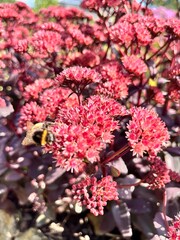 Sedum Purple Emperor with bright red flowers and stems.Autumn blooming flowers. Flower background
