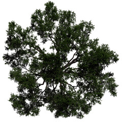 top view tree png architure plan