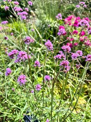 Blooming Verbena bonariensis  with delicate pink inflorescences on a long stem in a summer garden.Floral background