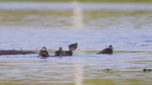 Ruffe birds (Philomachus pugnax) bathe in water on the river. Wildlife. Slow motion.
