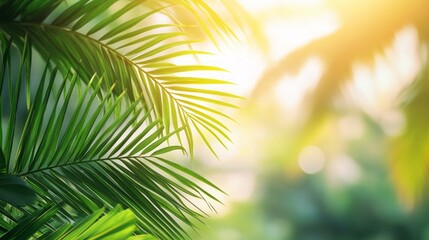 Obraz premium Closeup of palm tree leaves against a bright, blurry background.