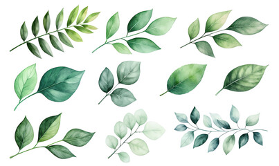 A collection of watercolor green leaves in various shapes and shades arranged against isolated on transparent background.