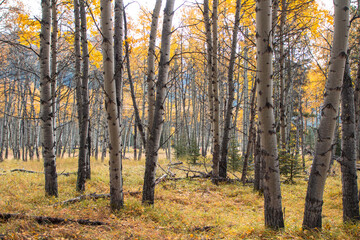 October 2024 Troll Falls Hiking Trail kananaskis alberta