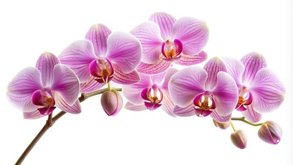 Fototapeta premium Orchid flowers isolated on white background with leading lines