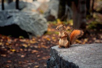 Alberta Forest Red squirrel on rock in Autumn