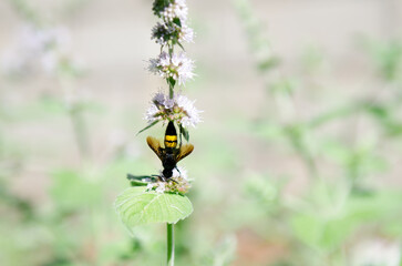 Scolia maculata Scolia giant