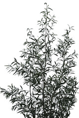 Obraz premium Purple willow bush on white background