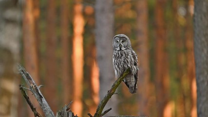 Great grey owl ( Strix nebulosa ) close up