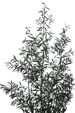 Purple willow bush on white background