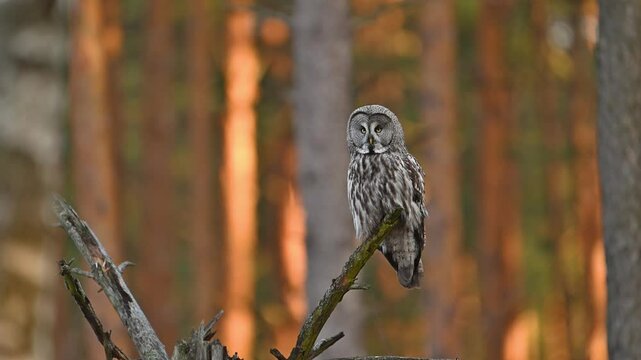 Great grey owl ( Strix nebulosa ) close up